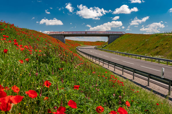 Mohnblüte bei Impflingen