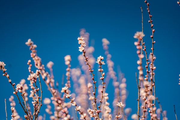 Bereits Anfang Februar: erste Mandelblüte bei Gimmeldingen
