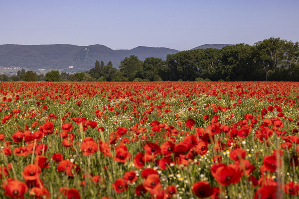 Blumenwiese bei Freimersheim