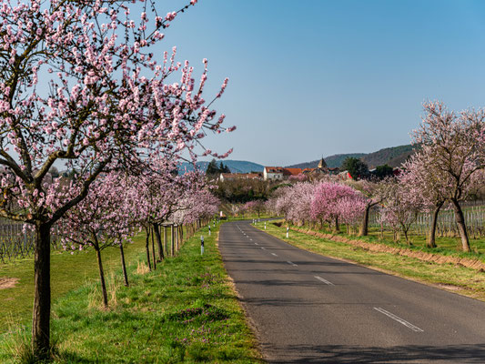 Mandelblüte in Gimmeldingen