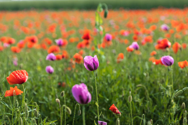 Roter und Blauer Mohn bei Rheinzabern