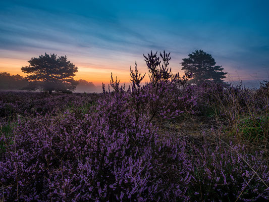 Frühherbst in der Mehlinger Heide