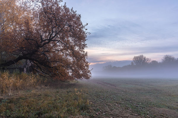 Herbstmorgen in den Lochbuschwiesen