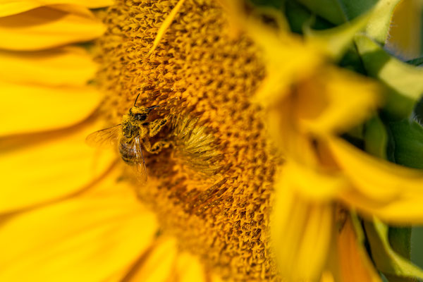 Sonnenblumenfeld bei Eisenberg