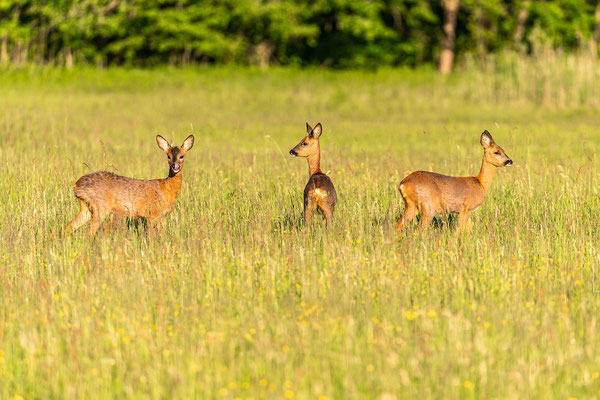 Rehe auf der Orchideenwiese