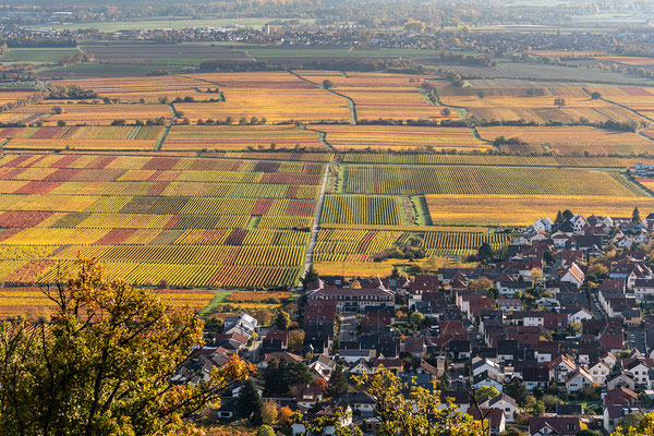 Herbstmorgen am Hambacher Schloss