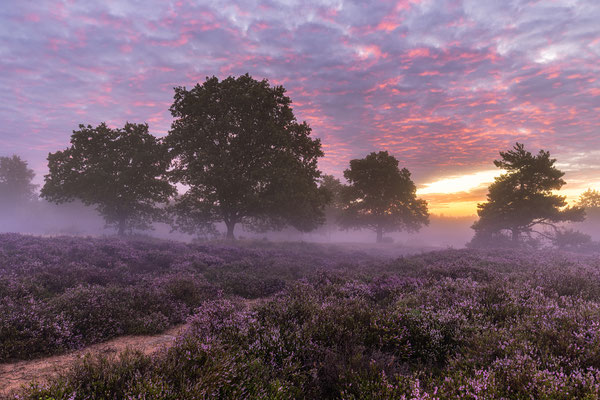 Nebliger Sonnenaufgang in der Mehlinger Heide