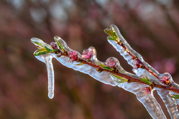 Frostschutzberegnung bei Neustadt