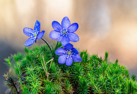 Leberblümchen