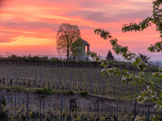 Sonnenaufgang am Deidesheimer Tempel