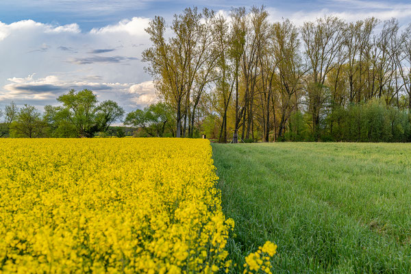 Rapsblüte bei Geinsheim