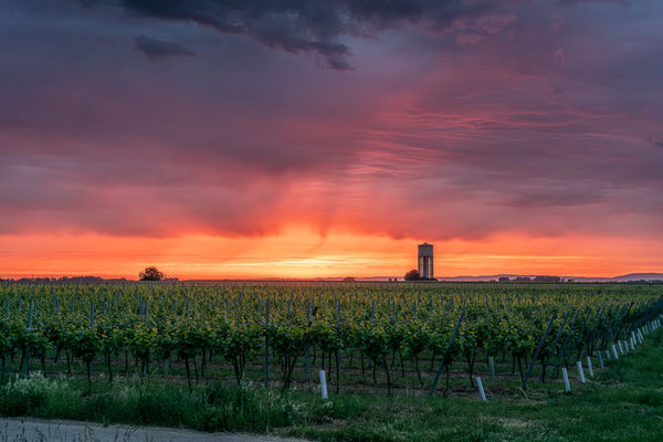 Sonnenaufgang bei Duttweiler