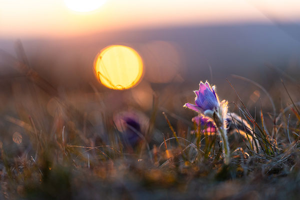 Küchenschellen im Abendlicht