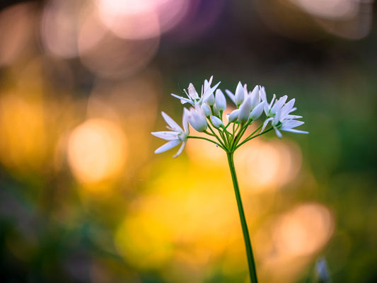 Bärlauchblüte bei Hördt