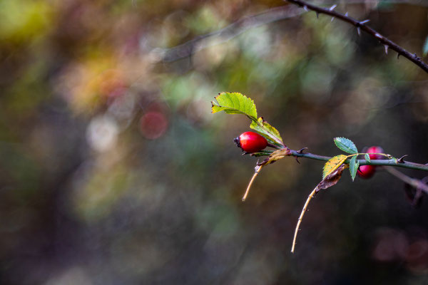 Herbst im Modenbachtal