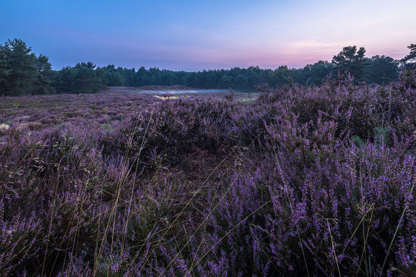 Heideblüte im Sommermorgen