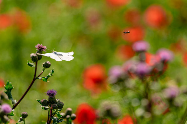 Mohnwiese bei Duttweiler