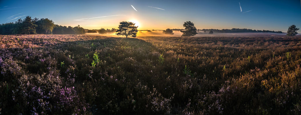 Sonnenaufgang in der Mehlinger Heide