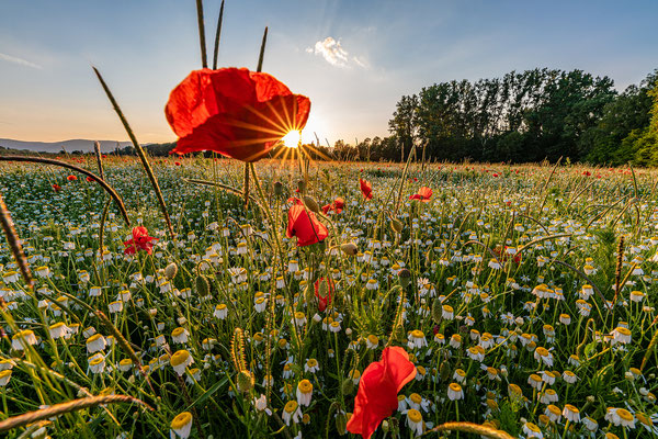Wildblumenwiese bei Freimersheim