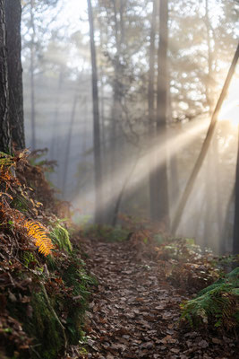 Nebelmorgen am Buhlsteinpfeiler