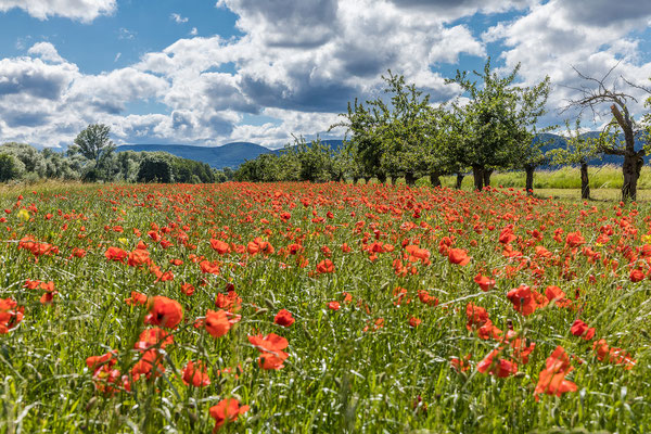 Mohnblüte bei Diedesfeld