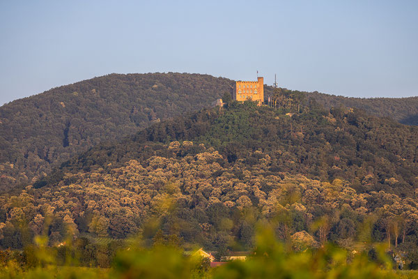 Kastanienblüte am Hambacher Schloss