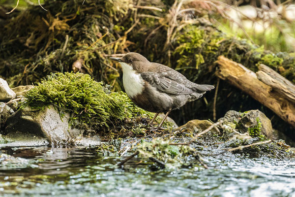 Wasseramsel an der Quelle des Doubs im franz. Jura