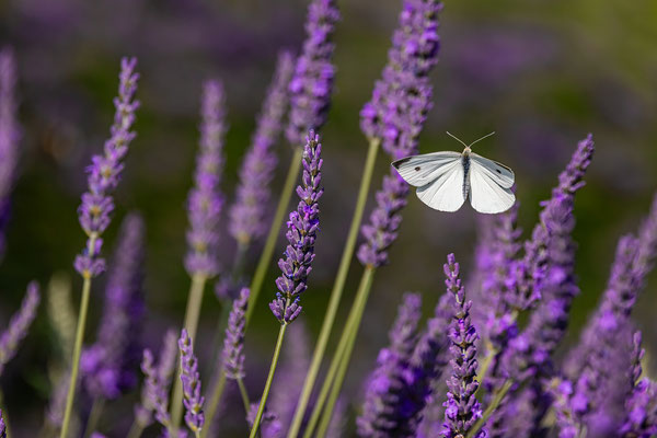 Weißling im Lavendel