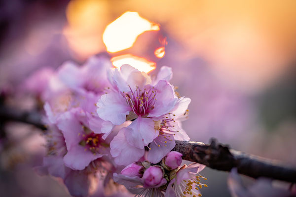 Mandelblüte in Gimmeldingen