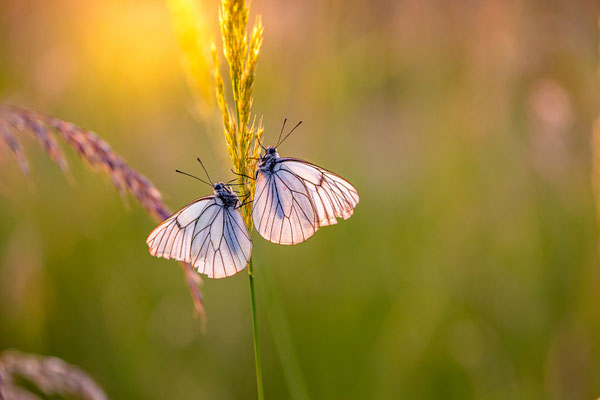 Baumweißlinge im Morgenlicht