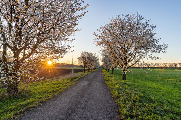 Kirschbaumallee bei Graben-Neudorf