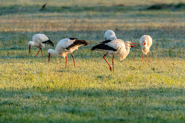 Vogelwelt in den Queichtalwiesen