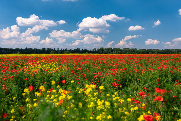 Blumenwiese auf der Kollerinsel