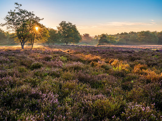 Sonnenaufgang in der Mehlinger Heide