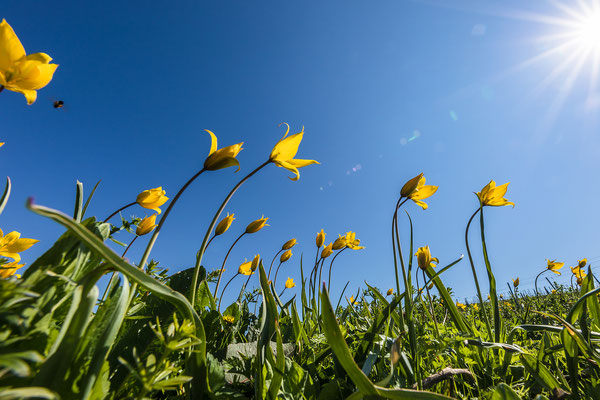 Blühende Wildtulpen bei Gau-Odernheim