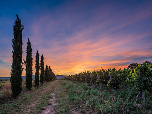 Abendstimmung in den Weinbergen bei Freinsheim