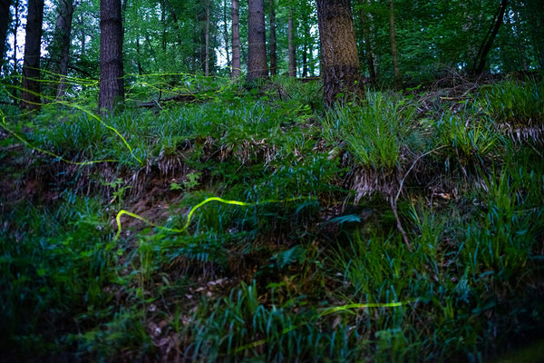 Glühwürmchen in der Nähe des Eiswoogs