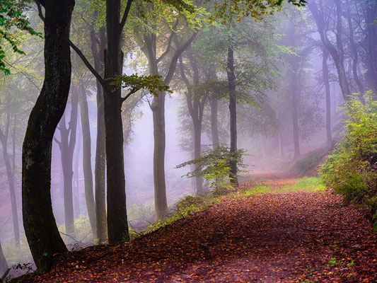 Herbststimmung in Neustadts Wäldern