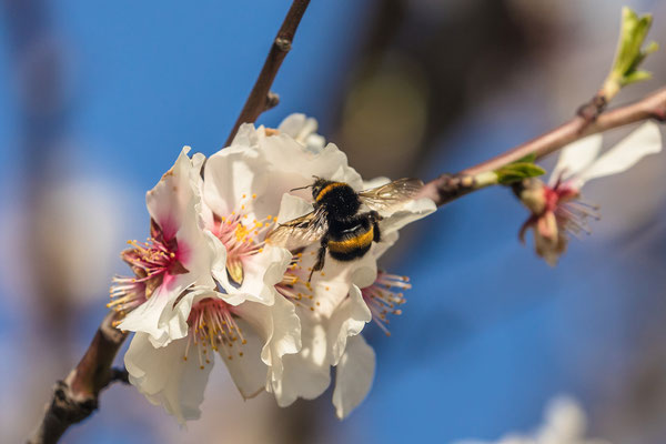 Mandelblüte in Gimmeldingen