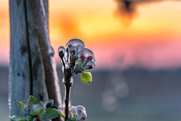 Frostschutzberegnung bei Neustadt