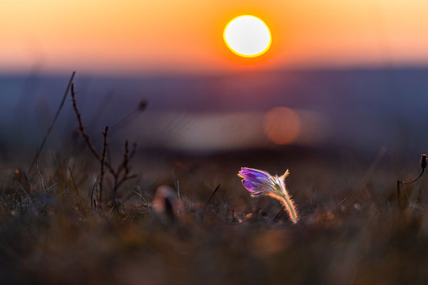 Küchenschellen im Abendlicht
