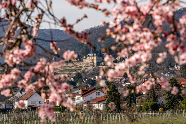 Mandelblüte in Gimmeldingen