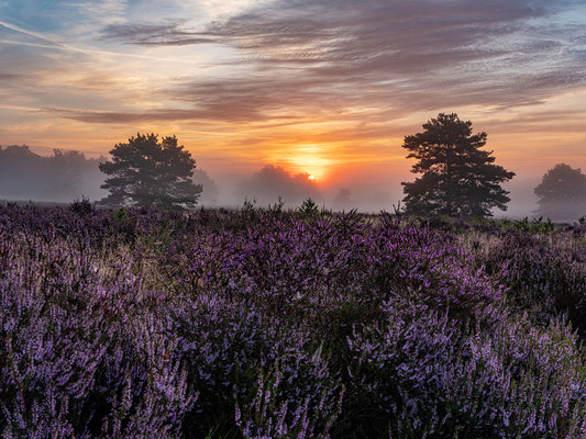 Toller Morgen in der Mehlinger Heide