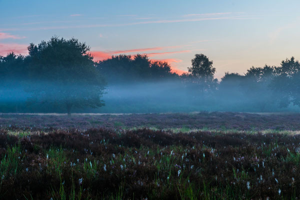 Nebel über der Mehlinger Heide
