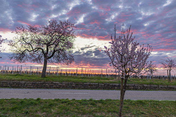 Mandelblüte bei Gimmeldingen
