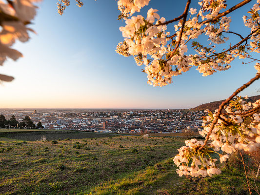 Morgenstimmung über Neustadts Weinbergen