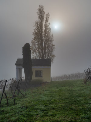 Herbstnebel bei Maikammer