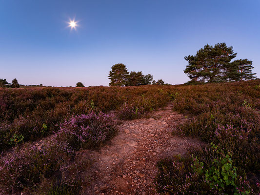 Dämmerung und Mondlicht in der Mehlinger Heide