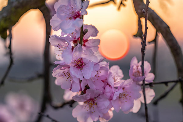 Mandelblüte in Gimmeldingen