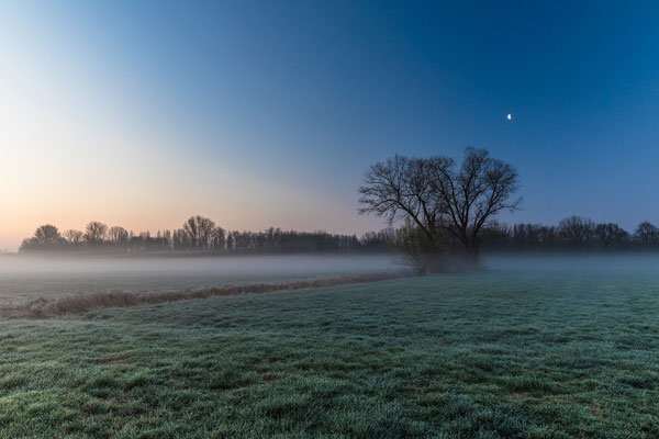 Früh morgens in den Geinsheimer Wiesen